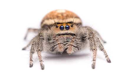 What Do Jumping Spiders Eat in Captivity