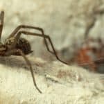 What Do Tiny House Spiders Eat