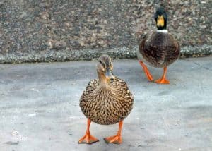 What Do We Feed Ducks