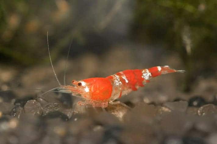 What Do You Feed Ghost Shrimp