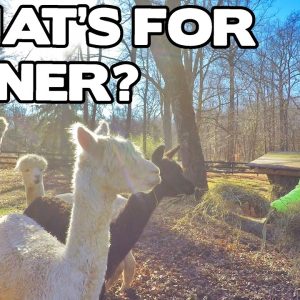 What Do Llamas Like to Eat? - Pet Food Guide