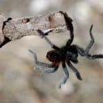 What Food Do Tarantulas Eat