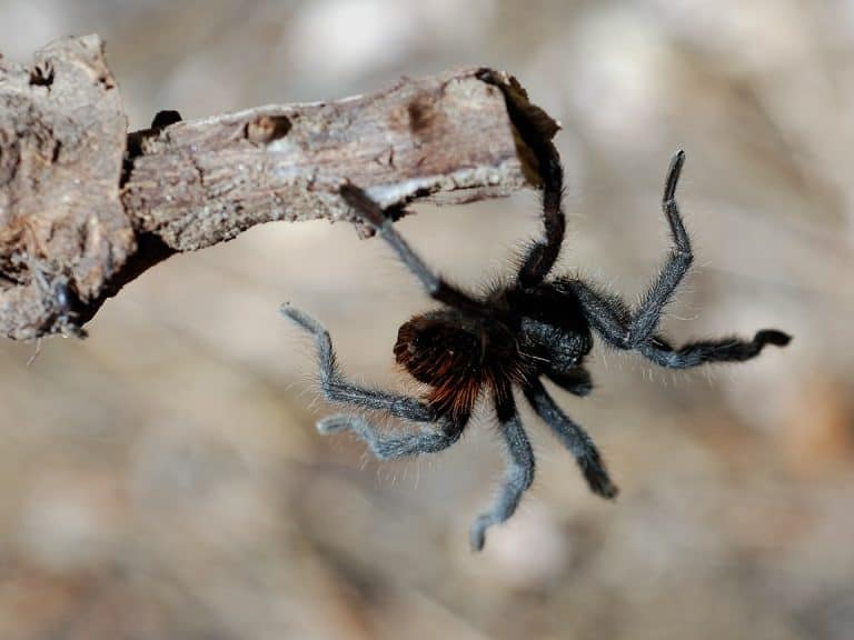What Food Do Tarantulas Eat
