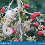 What Fruits and Vegetables Can Sugar Gliders Eat?
