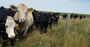 What Plants Do Cows Eat