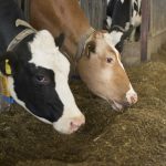 What Plants Do Cows Eat?