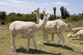 What Vegetables Can Alpacas Eat