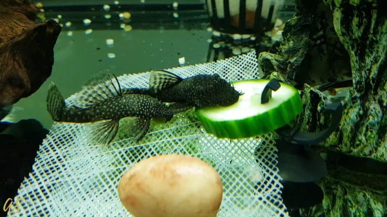 What is the Best Bristlenose Pleco Food