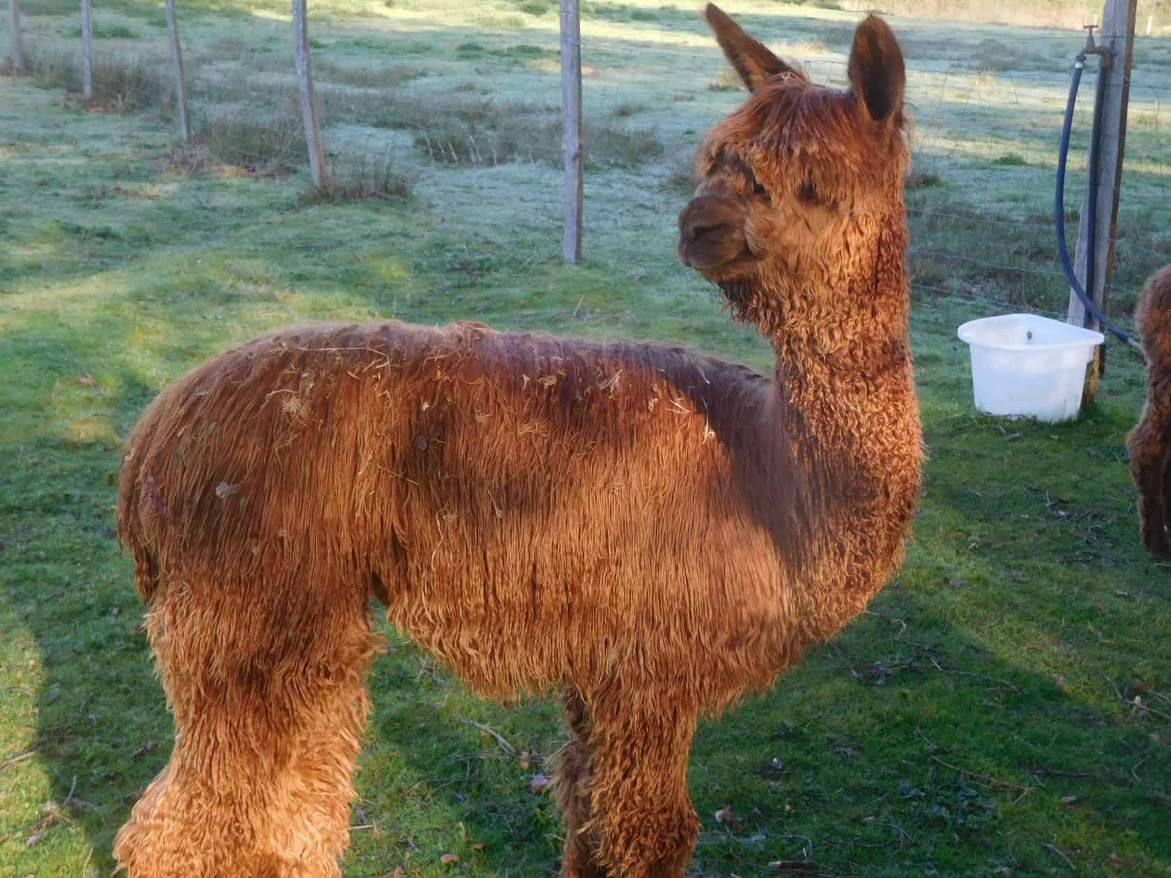 What to Feed Alpacas in the Winter Pet Food Guide