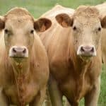 Which Cattle Weight Gain Supplement is Right For You