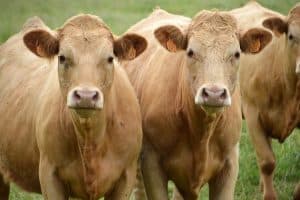 Which Cattle Weight Gain Supplement is Right For You