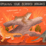 How to Feed a Bearded Dragon