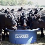 Liquid Protein Supplement For Cattle Liquid Protein Supplement For Cattle