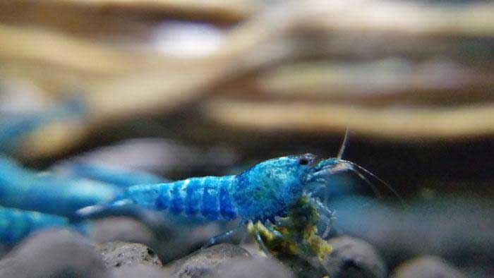 Feeding Shrimp in Aquariums