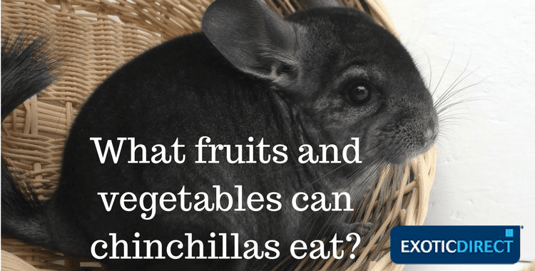 What Can I Feed My Chinchilla?