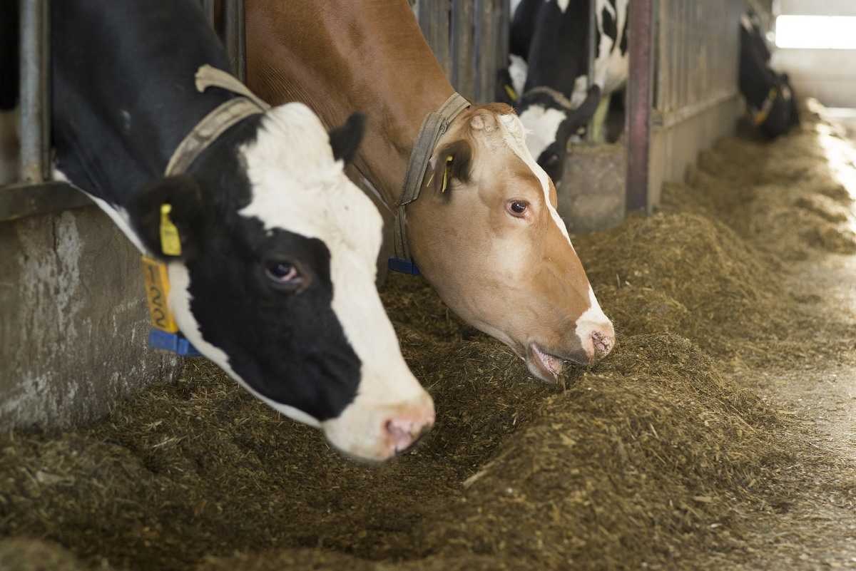 A Closer Look at Cattle Feed Production