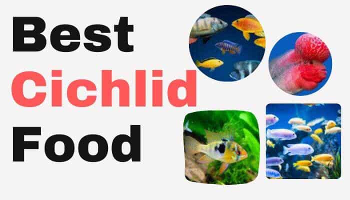 Best Fish Food For Mbuna Cichlids
