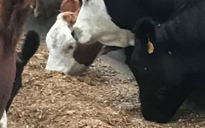Feeding Corn Siloage to Beef Cows
