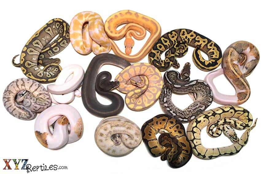 What Can a Ball Python Eat?