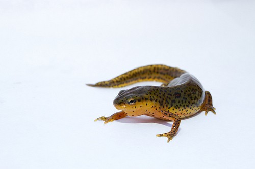 What Does a Red Spotted Newt Eat?