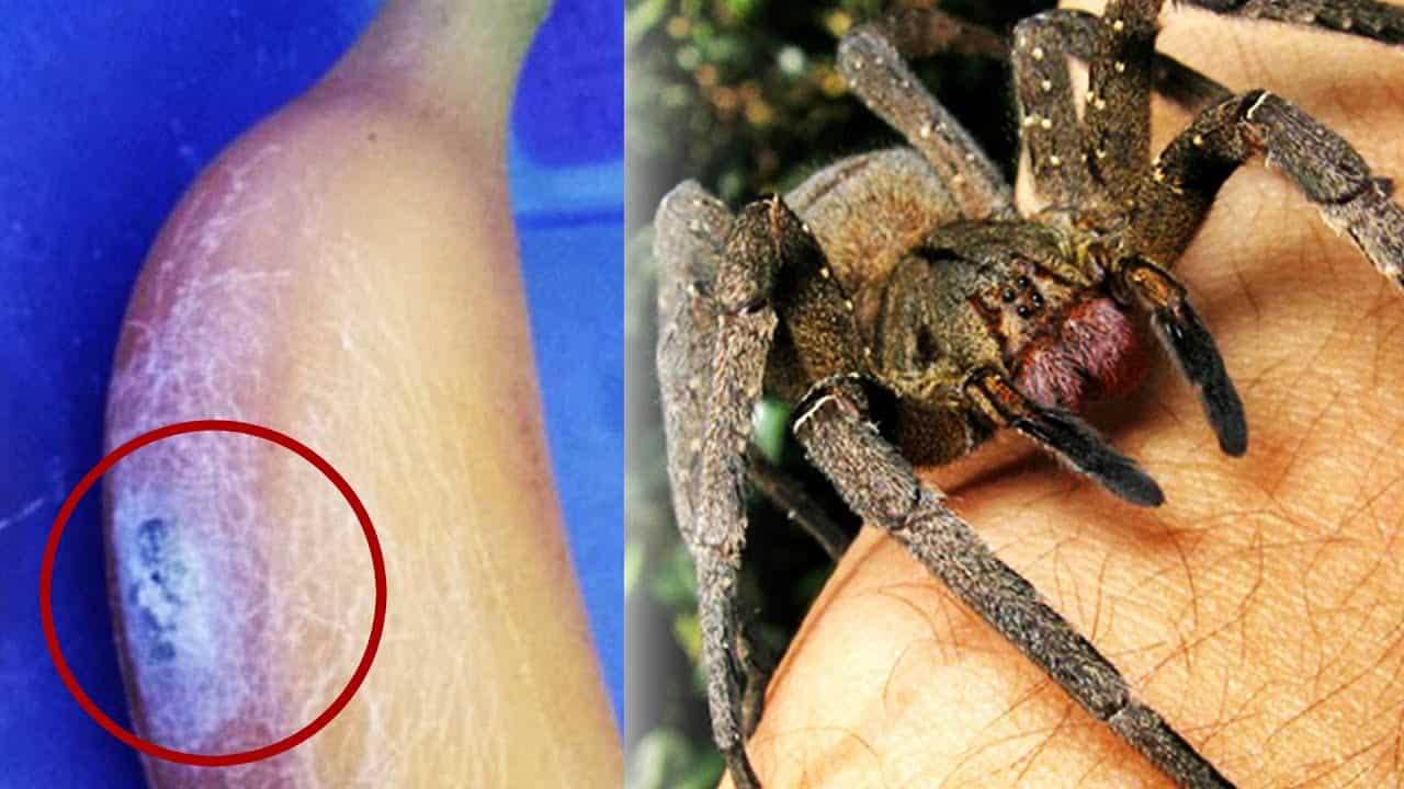 What Do Brazilian Wandering Spiders Eat?