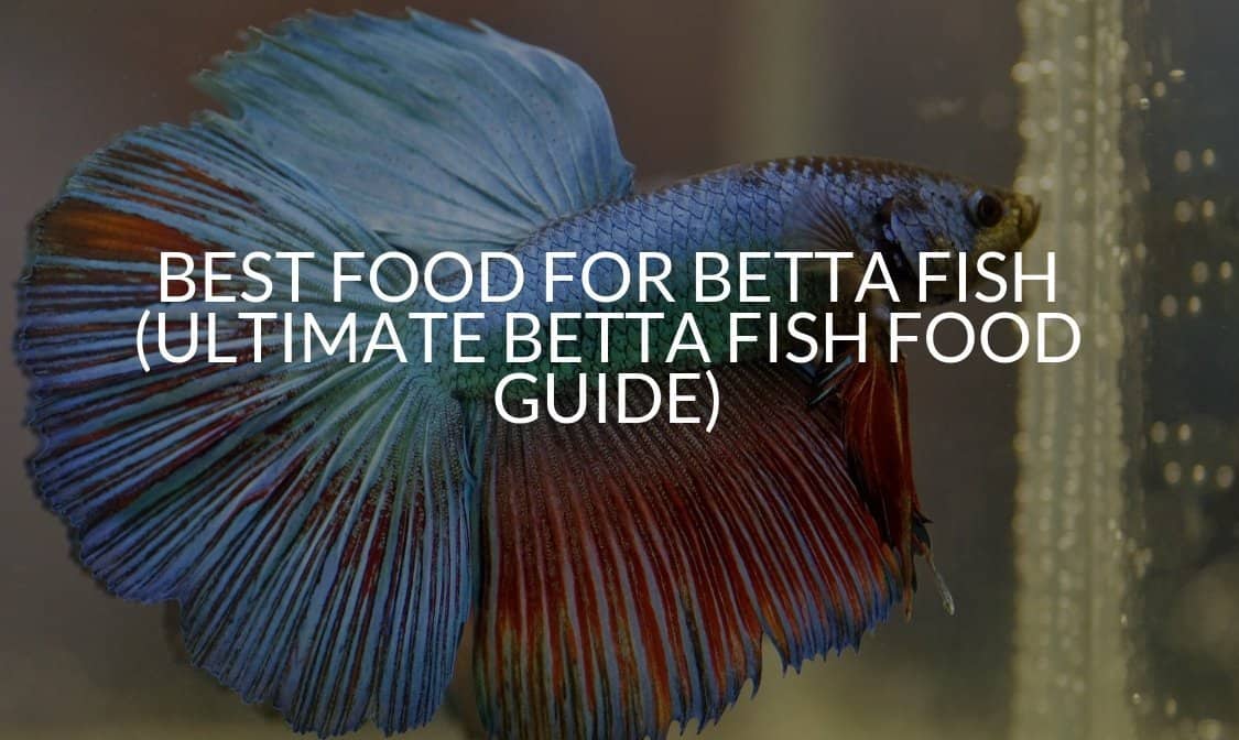 Best Live Betta Food