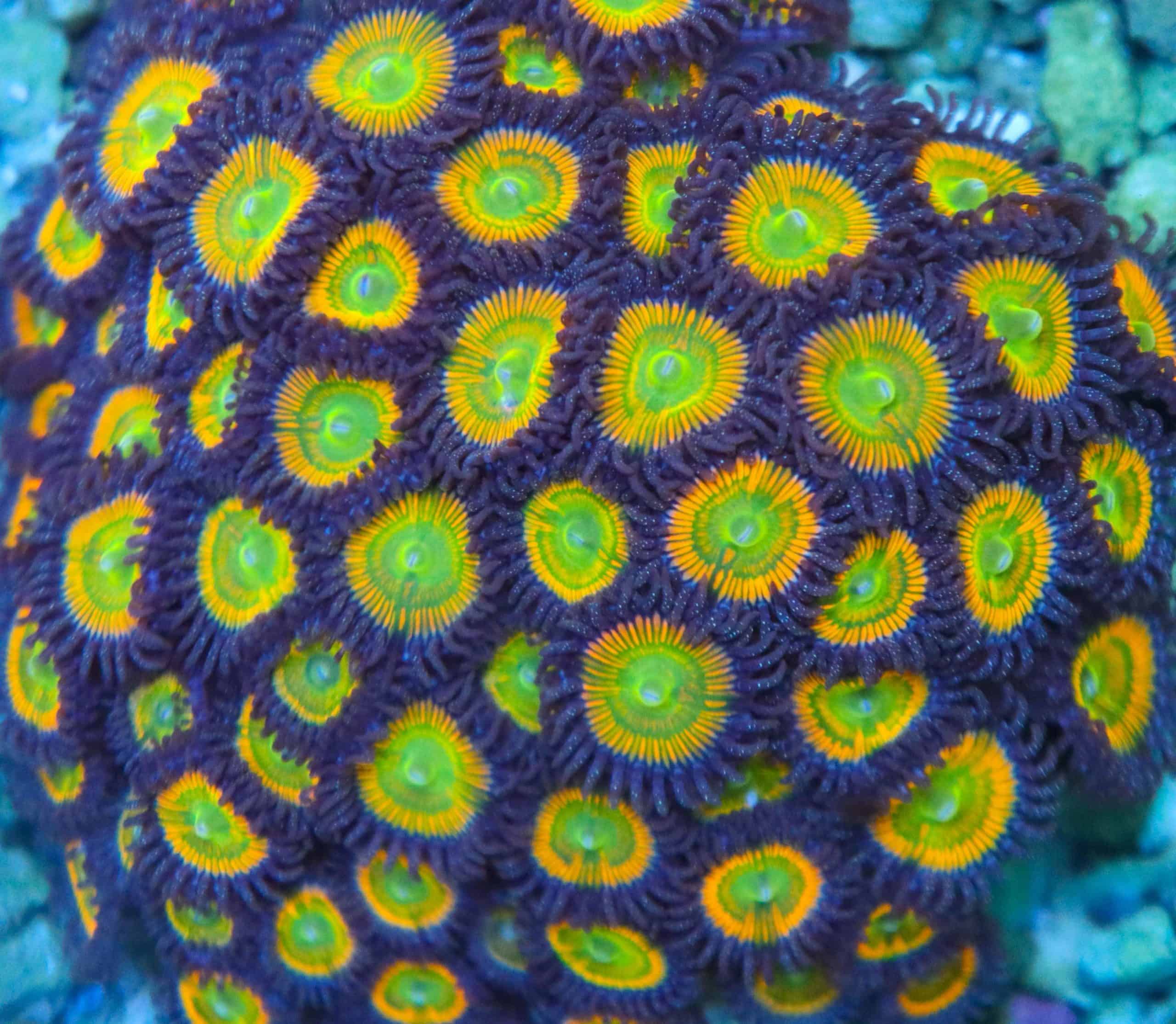 How to Add Zoanthid Coral Food to Your Aquarium