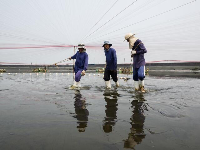 What Do Farmed Shrimp Eat?