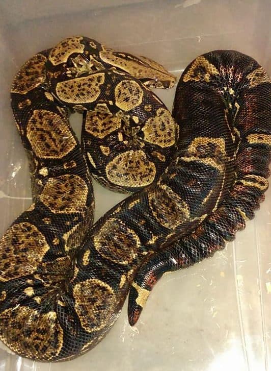How to Choose the Right Size and Frequency of Feeding for Your Boa Snake