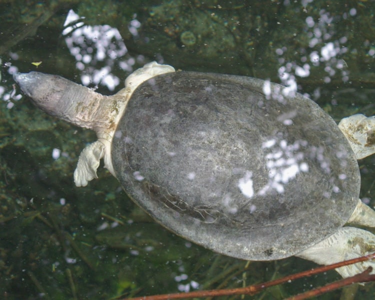 Black Marsh Turtle Food