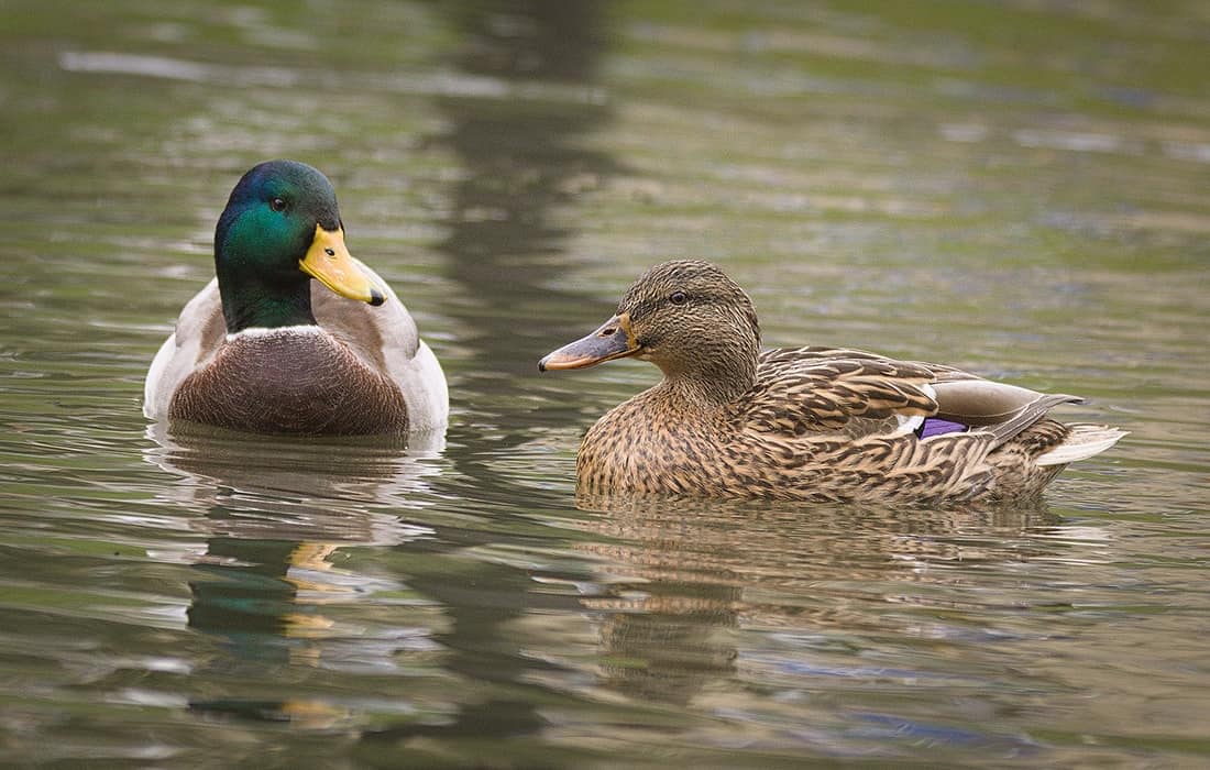 Feeding Wild Ducks the Proper Way