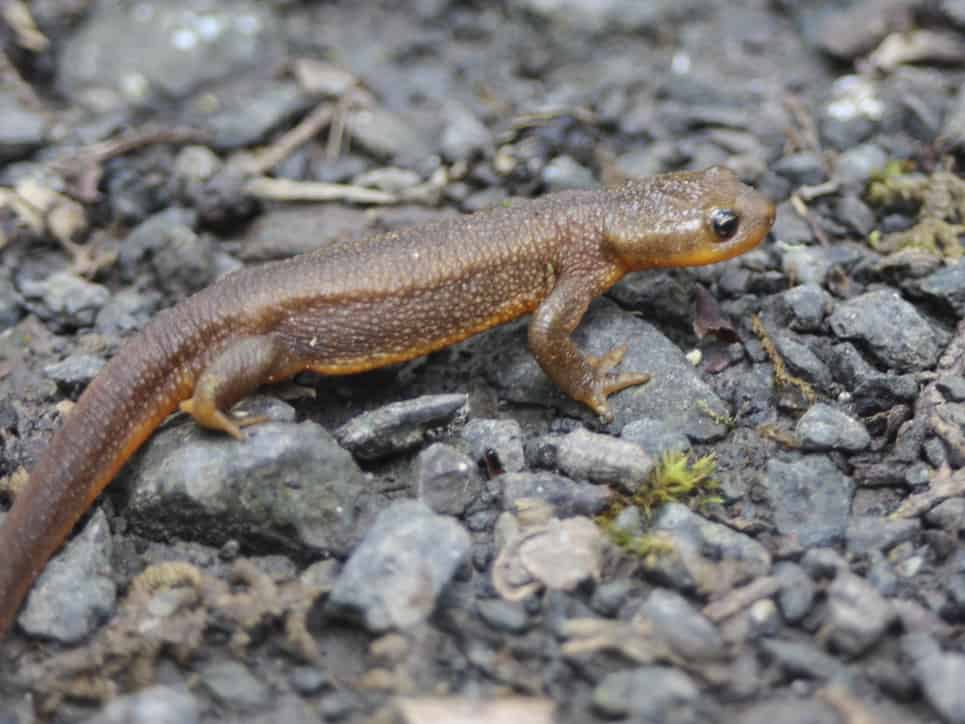 How Long Can Newts Go Without Food?