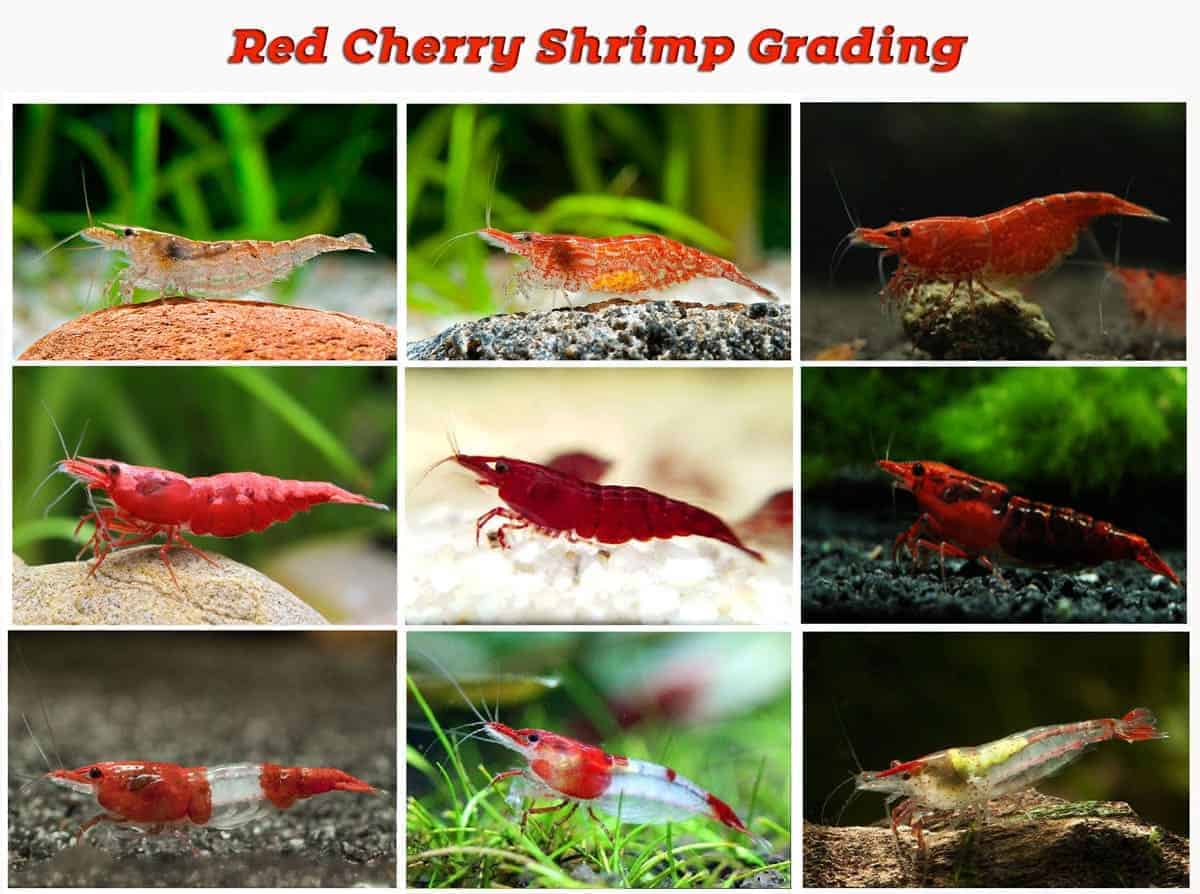 What Do Fire Shrimp Eat?
