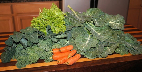 Greens Good For Bearded Dragons