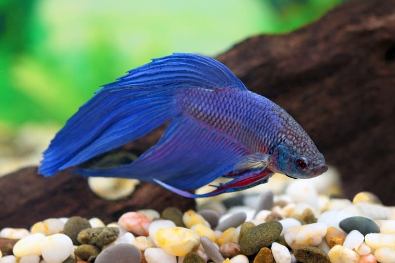 Feeding Bloodworms to Betta Fish