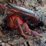 How Much Does Hermit Crab Food Cost? How Much Does Hermit Crab Food Cost?