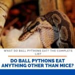 What Can Ball Pythons Eat Besides Mice?