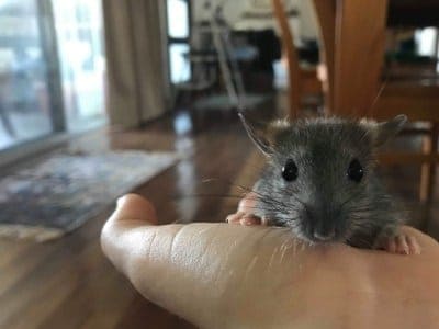Can You Feed Baby Rats Cow Milk As a Treat?