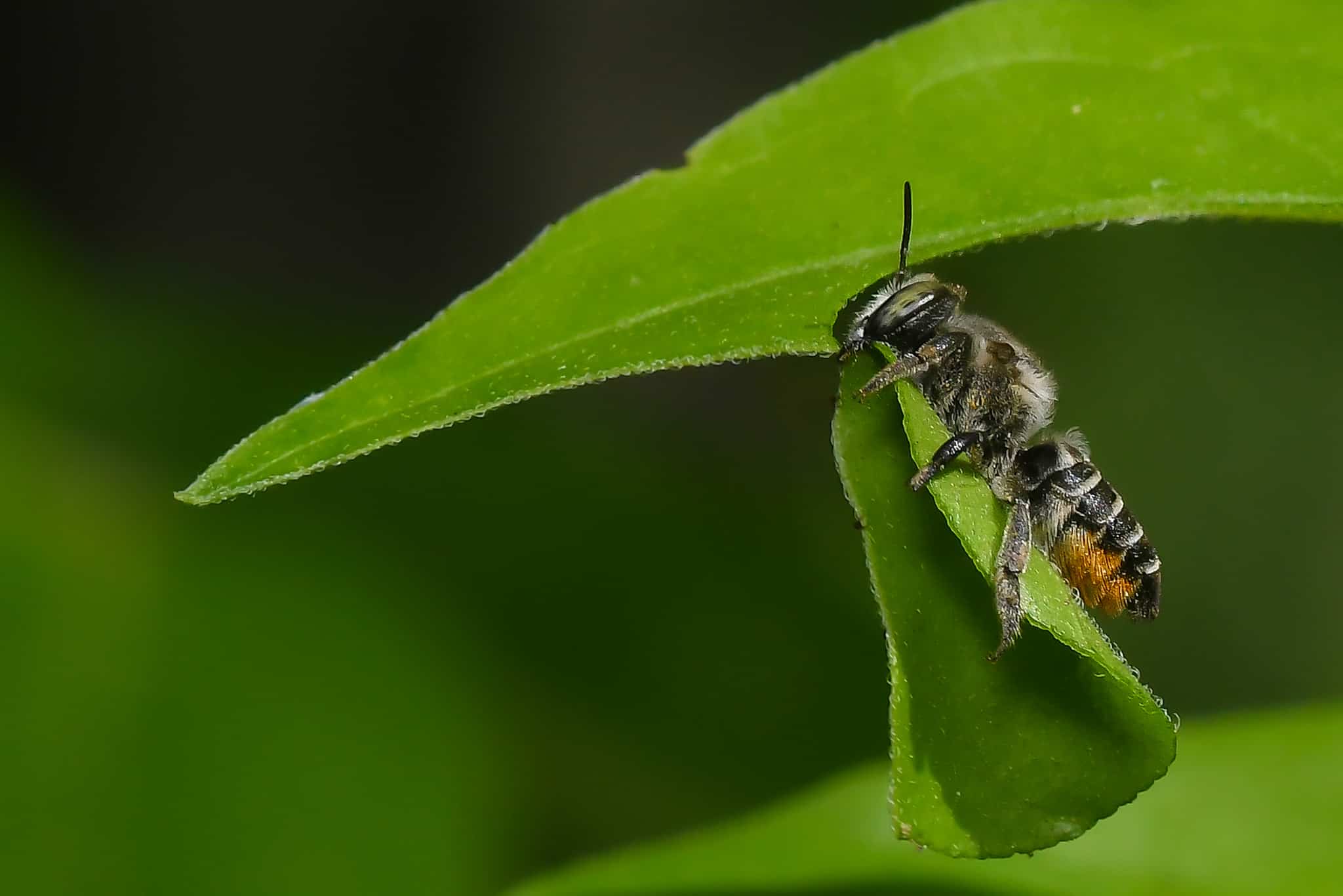 What Do Leaf Cutter Bees Eat?