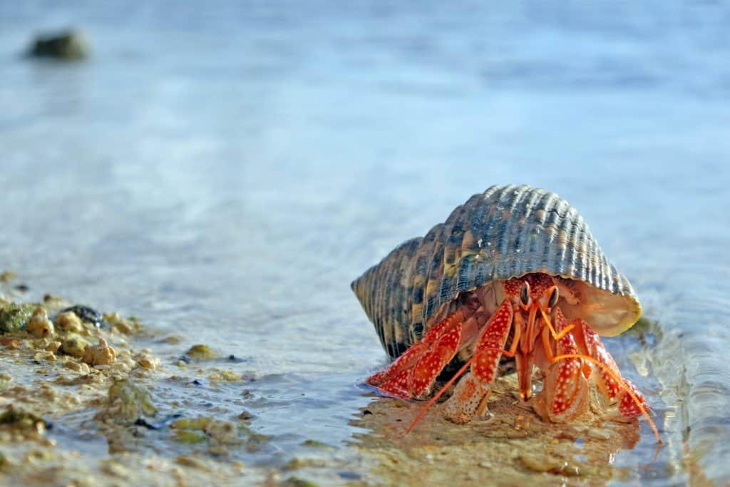 What Do You Feed Hermit Crabs? Pet Food Guide