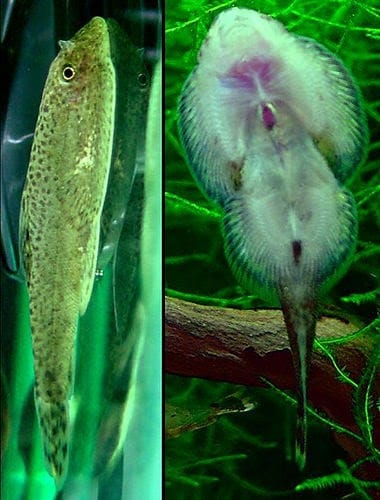 Best Food For Hillstream Loach