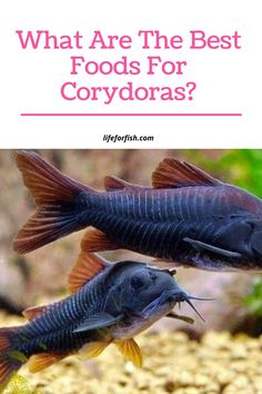 Best Fish Food For Corydoras