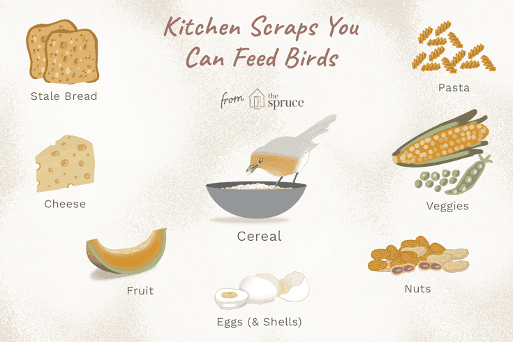 What Can Wild Birds Eat?