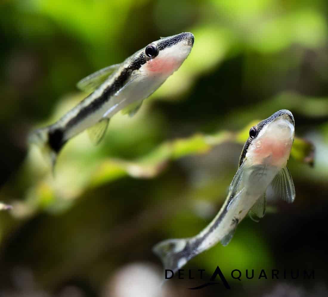 Best Food For Otocinclus