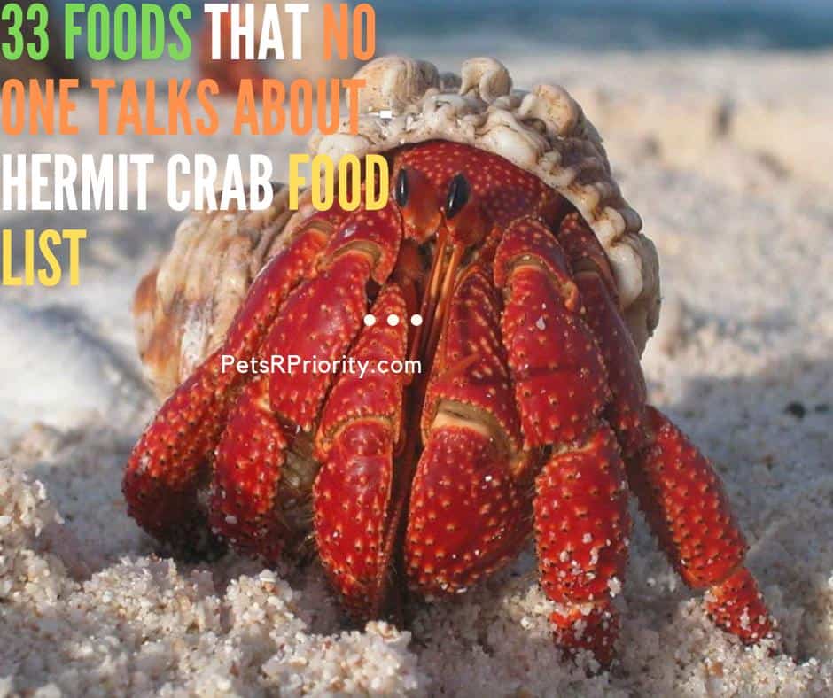 What Can I Feed My Hermit crab?