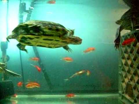 What Do Red Eared Sliders Eat?