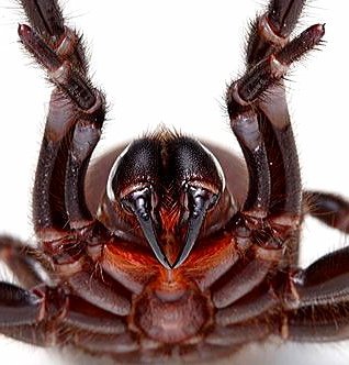 What Do Funnel Webs Eat?