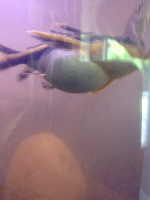 Raphael Catfish Food
