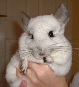 Chinchilla Snacks and Treats