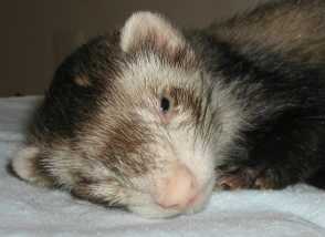 A Ferret Not Eating, Drinking Or Moving Can Be a Symptom of Many Health Issues